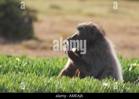 Chacma Pavian (Papio Ursinus), Männlich, Essen, Südafrika, De Hoop Nature Reserve Stockfoto