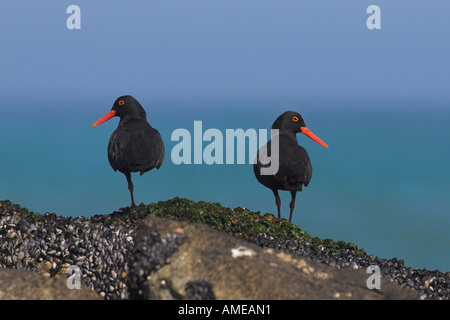 Afrikanische schwarze Austernfischer (Haematopus Moquini), auf felsigen Küste, Süd-Afrika, West Coast NP Stockfoto