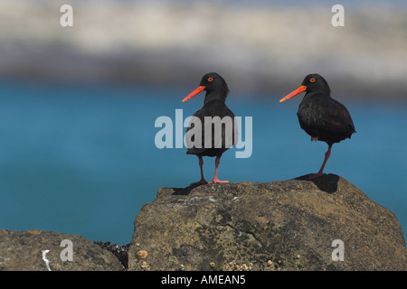 Afrikanische schwarze Austernfischer (Haematopus Moquini), auf felsigen Küste, Süd-Afrika, West Coast NP Stockfoto