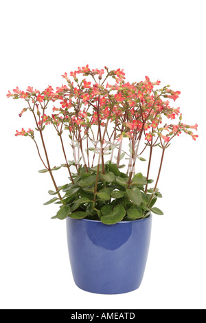 Manginii Kalanchoe (Kalanchoe Manginii, Bryophyllum Manginii), Patio Glocken, Kalanchoe Glocke Typ, Topfpflanze Stockfoto