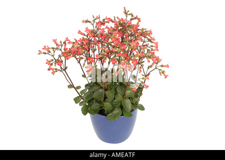 Manginii Kalanchoe (Kalanchoe Manginii, Bryophyllum Manginii), Patio Glocken, Kalanchoe Glocke Typ, Topfpflanze Stockfoto