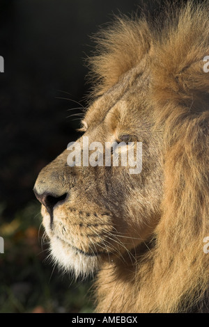 Asiatische Löwe Panthera Leo Persica Stockfoto