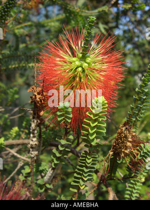 Ravensthorpe Bottlebrush, Bottlebrush (Beaufortia Orbifolia), Blütenstand Stockfoto