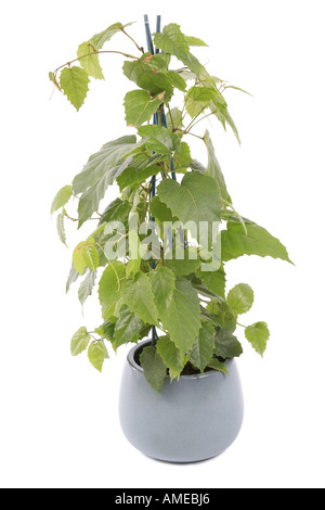 Känguru-Rebe (Cissus Antarctica), Topfpflanzen Pflanze Stockfoto