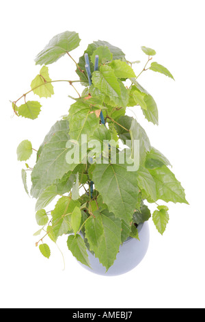 Känguru-Rebe (Cissus Antarctica), Topfpflanzen Pflanze Stockfoto