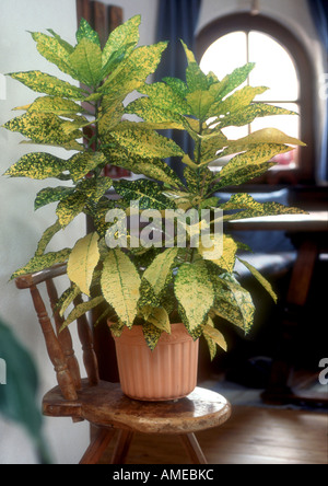 Kroton (Codiaeum Variegatum var. Pictum), eingemachte Anlage Stockfoto