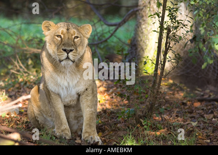 Asiatische Löwe Panthera Leo Persica Stockfoto
