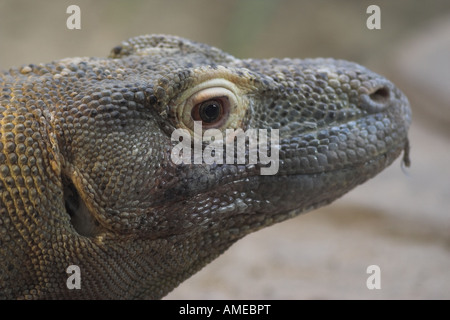 Komodo-Waran Varanus komodoensis Stockfoto