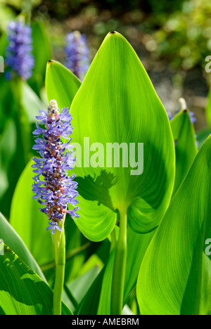 Pickerelweed - Pontederia cordata Stockfoto