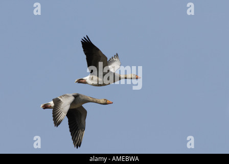 Grey-Lag Goose (Anser Anser), zwei Tiere fliegen, Deutschland, Nordrhein-Westfalen Stockfoto