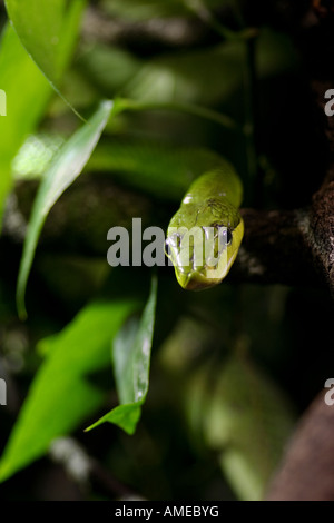 rot tailed Racer (red tailed Ratsnake) Gonyosoma oxycephala Stockfoto