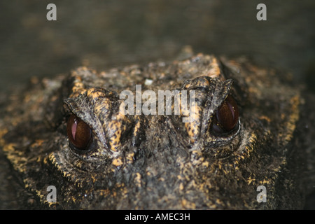 westafrikanische Zwerg Krokodil Osteolaemus tetraspis Stockfoto