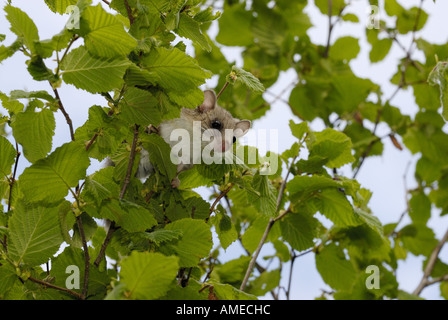 essbare Siebenschläfer, essbare bürgerliche Siebenschläfer, Fett Siebenschläfer, Eichhörnchen-tailed Siebenschläfer (Glis Glis), einziges Tier in eine Hasel Nuss-shr Stockfoto