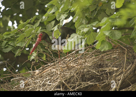 Schwarzstorch (Ciconia Nigra), einzelne Tier auf seinem Nest, Bulgarien Stockfoto