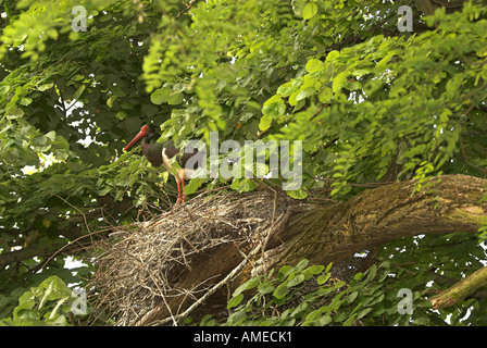 Schwarzstorch (Ciconia Nigra), einzelne Tier auf seinem Nest, Bulgarien Stockfoto