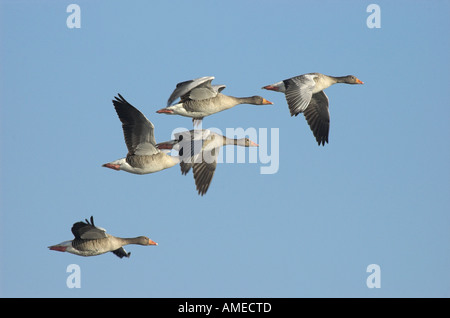 Grey-Lag Goose (Anser Anser), fünf Tiere fliegen, Deutschland, Nordrhein-Westfalen Stockfoto