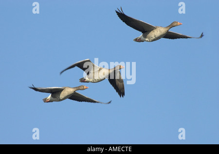 Grey-Lag Goose (Anser Anser), drei Tiere fliegen, Deutschland, Nordrhein-Westfalen Stockfoto