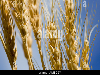 Stiele der Weizen vor blauem Himmel Stockfoto