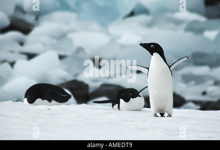 Adelie Penguin (Pygoscelis Adeliae), Gruppe auf Schnee Feld, Antarktis, Adelaide Insel Stockfoto