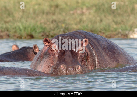 Hippo im Kanal, Hippopotamus amphibius Stockfoto