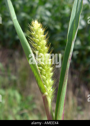 Flasche Rasen, Borsten-Grasgrün, grüne Fuchsschwanz (Setaria Viridis), Blütenstand Stockfoto