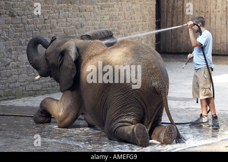 Afrikanischer Elefant (Loxodonta Africana), einzelne Tiere erhalten durch ein echtes Juwel abgespritzt Stockfoto