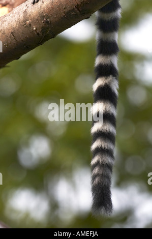 Katta (Lemur Catta), Großaufnahme der Rute Stockfoto
