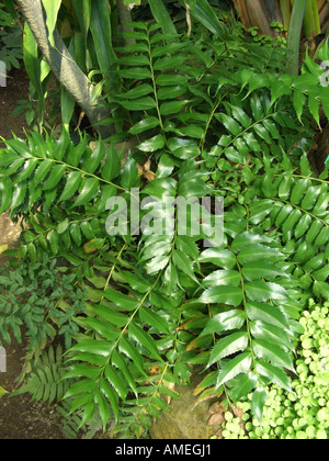 Japanische Stechpalme Farn (Cyrtomium Falcatum, Polysticum Falcatum), Ansicht von oben Stockfoto