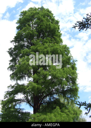 Teich Cypress, Teich Baldcypress (Taxodium Ascendens, Taxodium Distichum var. Imbricatum), einziger Baum Stockfoto