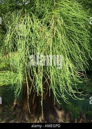 Teich Cypress, Teich Baldcypress (Taxodium Ascendens, Taxodium Distichum var. Imbricatum), Zweig Stockfoto