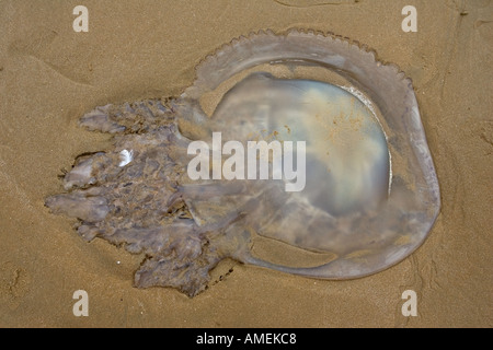 Großen Quallen angespült am Strand Frankreich Stockfoto