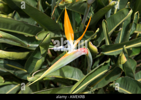 Paradiesvogel Blume (Strelitzia Reginae). Insel La Gomera, Kanarische Inseln Stockfoto