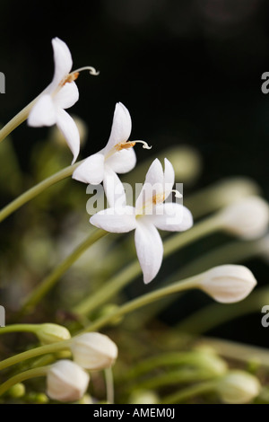Millingtonia Hortensis. Korkeiche Blumen in Indien Stockfoto