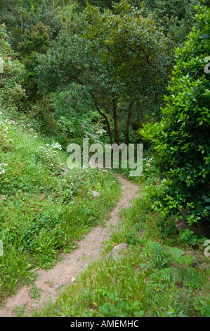 La Gomera, Kanarische Inseln. Wald-Pfad über den Hügel in der Nähe von Epina am Rande des Parc Nacional de Garajonay Stockfoto