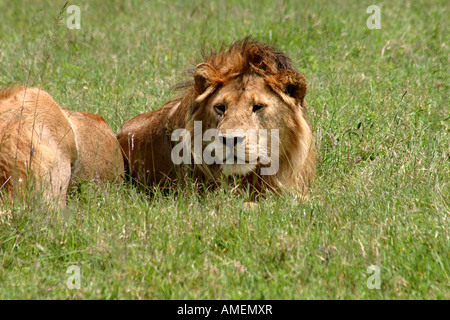 Voll-Mähne Reife männliche Löwe in den Rasen gesehen auf Safari im Serengeti Nationalpark, Tansania, Ostafrika Stockfoto