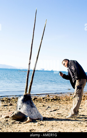 Seltene Doppel Stoßzähnen Narwal am Strand nach traditionell gejagt zu werden angezeigt Stockfoto