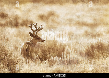 Maultier-Rotwild im Feld Alberta, Kanada Stockfoto