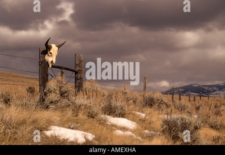 Bison Schädel am Zaun Alberta, Kanada Stockfoto