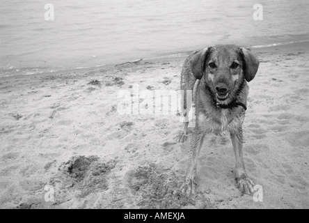 Porträt von Hund am Strand Stockfoto