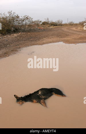 Tot verlassenen Hund in einen schlammigen Pool Teich mit dem Kopf unter Wasser. Gut für Tierschutz Kampagnen. In vertikalen. Stockfoto