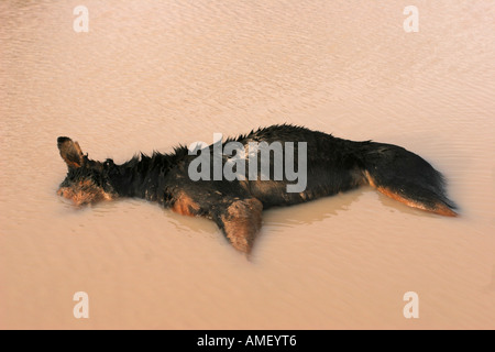 Tot verlassenen Hund in einen schlammigen Pool Teich mit dem Kopf unter Wasser. Gut für Tierschutz Kampagnen. Horizontale hautnah. Stockfoto