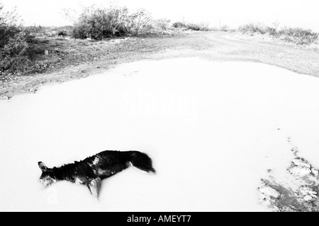 Tot verlassenen Hund in einen schlammigen Pool Teich mit dem Kopf unter Wasser. Gut für Tierschutz Kampagnen. In Horizontal "und" schwarz Stockfoto