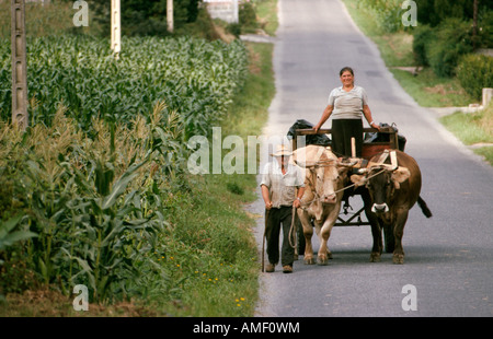 Landwirte, die einen Wagen gezogen von Ochsen in der Nähe von Carballo in Galicien Nordspanien West führt Stockfoto