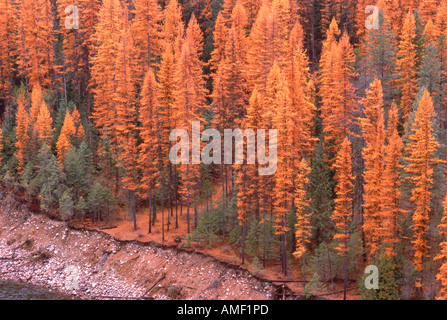 Goldene Tamarack im Herbst Stockfoto