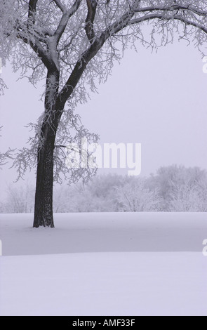 Winnipeg Winter Szenen Stockfoto