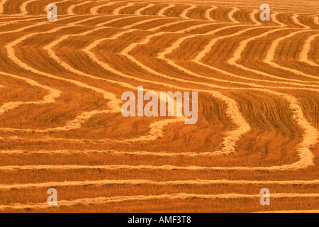 Bereich der gewendetem Korn Alberta, Kanada Stockfoto