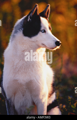 Porträt des Siberian Husky sitzen im freien Stockfoto