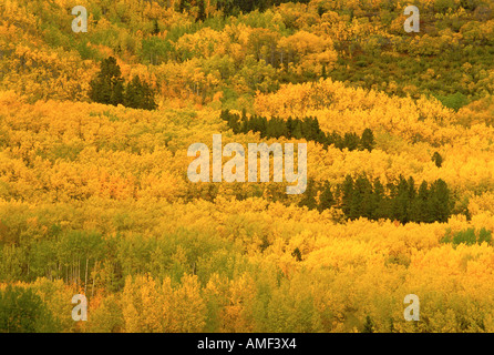 Luftaufnahme des Waldes im Herbst Yukon Territorien, Kanada Stockfoto