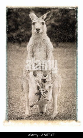 Porträt von Kangaroo mit Joey im Beutel Queensland, Australien Stockfoto