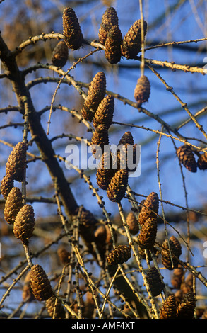 Larix Decidua Kegel - Europäische Lärche Stockfoto